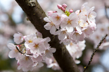 pink cherry blossom