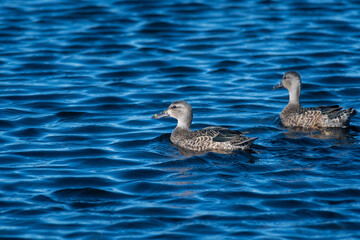 two ducks in the water