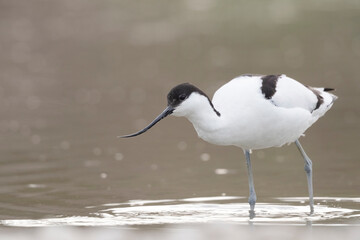 The pied avocet (Recurvirostra avosetta) at the river