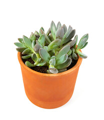 Echeveria haagai tolimanensis in a pot isolated on white background. Succulent plants.