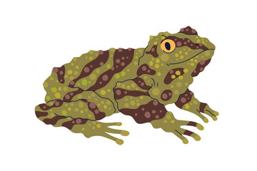 Mossy bug-eyed tree frog. Treefrog, green amphibian reptile. Moss animal with parotoid glands, stripes. Vietnamese, Chinese froggy. Flat graphic vector illustration isolated on white background