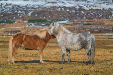 The Icelandic horse is a breed of horse developed in Iceland. 