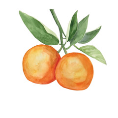 Watercolor illustration of orange fruit on branches for beautiful design on white isolated background. Watercolor oranges, vintage style.