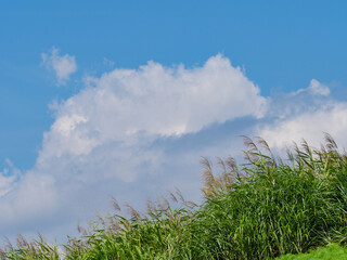 夏雲と薄