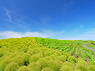 初秋の青空とひたち海浜公園のみはらしの丘。色づき始めたコキア。9月