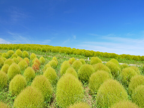 コキア Images Browse 3 663 Stock Photos Vectors and Video Adobe Stock コキア Images Browse 3 663 Stock Photos Vectors and Video Adobe Stock