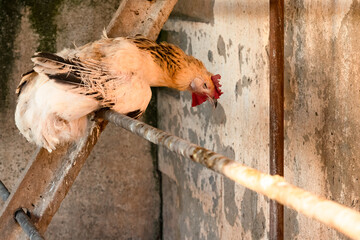 gallina duerme en el gallinero al atardecer © LaSierragPhotoGraphy