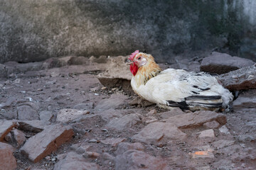 gallina incuba huevos en el suelo de un corral en la granja