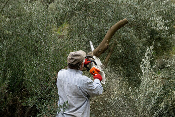 Leñador poda rama de olivo con una motosierra