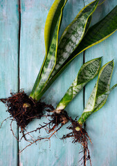 Replanting sansevieria trifasciata on turquoise wooden surface.