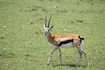 KENYA - HUMAN INTEREST - NAIBOSHO CONSERVATORY PARK