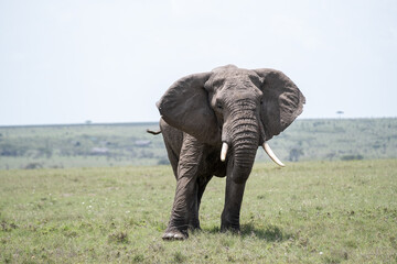 Fototapeta premium KENYA - HUMAN INTEREST - NAIBOSHO CONSERVATORY PARK
