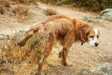 dog urinating
chien qui urine
perro orinando