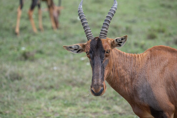 KENYA - HUMAN INTEREST - NAIBOSHO CONSERVATORY PARK