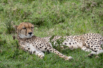 KENYA - HUMAN INTEREST - NAIBOSHO CONSERVATORY PARK