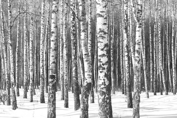 Young birches  in winter