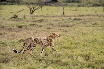 KENYA - HUMAN INTEREST - NAIBOSHO CONSERVATORY PARK