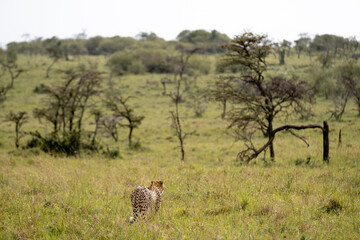 KENYA - HUMAN INTEREST - NAIBOSHO CONSERVATORY PARK