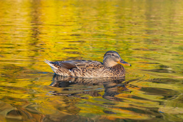 Duck on the river Dunajec, Slovakia.