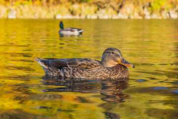 Duck on the river Dunajec, Slovakia.