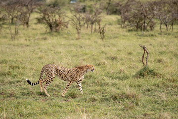 KENYA - HUMAN INTEREST - NAIBOSHO CONSERVATORY PARK