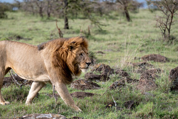 KENYA - HUMAN INTEREST - NAIBOSHO CONSERVATORY PARK
