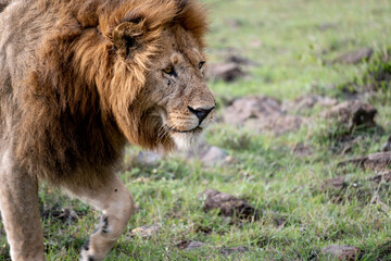 KENYA - HUMAN INTEREST - NAIBOSHO CONSERVATORY PARK