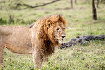 KENYA - HUMAN INTEREST - NAIBOSHO CONSERVATORY PARK