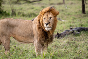 KENYA - HUMAN INTEREST - NAIBOSHO CONSERVATORY PARK