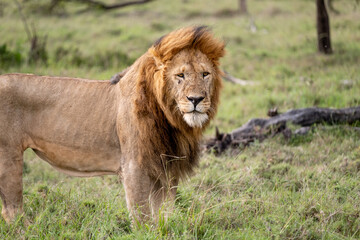 KENYA - HUMAN INTEREST - NAIBOSHO CONSERVATORY PARK
