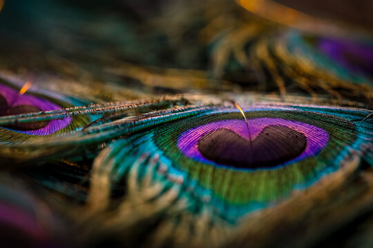Beautiful and colourful peacock bird feathers closeup abstract pattern texture natural background image, Beautiful color contrast image concept.