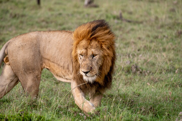 KENYA - HUMAN INTEREST - NAIBOSHO CONSERVATORY PARK
