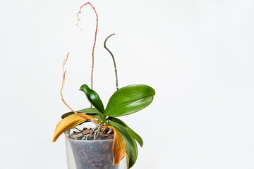 Dried orchid roots and yellowed leaves, on a white background