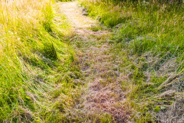 Footpath on summer field.