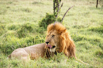 KENYA - HUMAN INTEREST - NAIBOSHO CONSERVATORY PARK