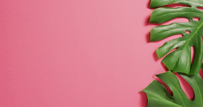 Green monstera plant leaves on pink background with copy space