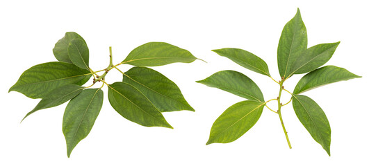 Ngai camphor branch green leaves isolated on white background.