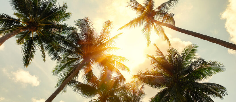 Coconut palm trees and cloud over blue sky in vintage tone.
