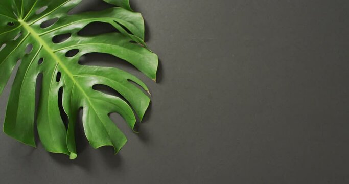 Green monstera plant leaf on dark grey background with copy space