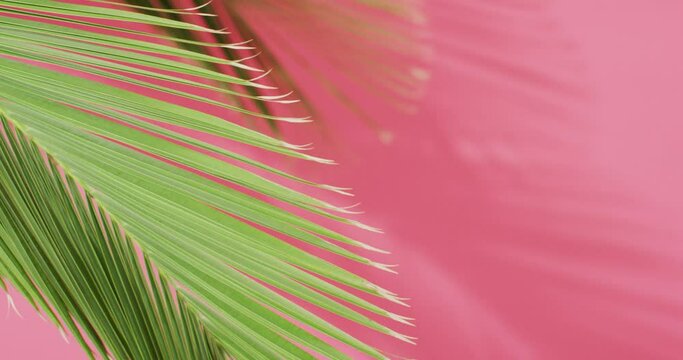 Green palm leaf and shadow on pink background with copy space