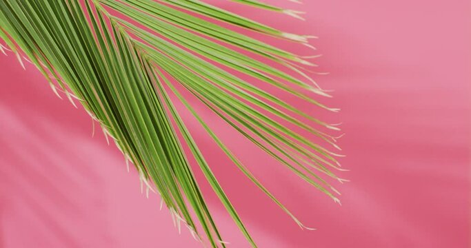 Green palm leaf and shadow on pink background with copy space