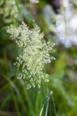 Summer nature details. Green grass and foliage in wet place near the wild lake in the forest.