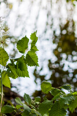 Summer nature details. Green grass and foliage in wet place near the wild lake in the forest.