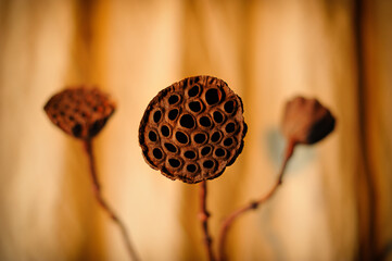 Natural dried lotus seed pods, tropical flowers dry