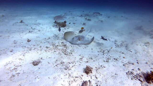 Federschwanz-Stechrochen / Rochen im indischen Ozean Malediven