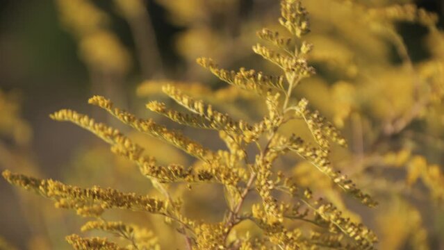 Close-up of a goldenrod plant rocking in the wind in sunny weather. Problem of threat to agriculture. Dangerous weed that fills farmland