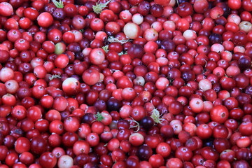 Natural cranberry background with green moss, Red berry background