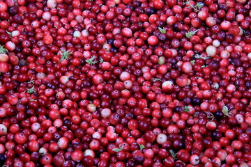 Natural cranberry background with green moss, Red berry background