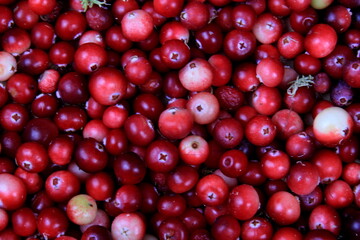 Natural cranberry background with green moss, Red berry background