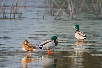 The mallard or wild duck (Anas platyrhynchos) is a dabbling duck that breeds throughout the temperate and subtropical Americas, Eurasia, and North Africa.